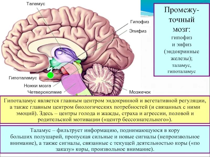 Мозг устройство информации. Функции гипоталамуса промежуточного мозга. промежуточный мозг строение гипофиз. структуры головного мозга таламус. строение мозга таламус гипоталамус.