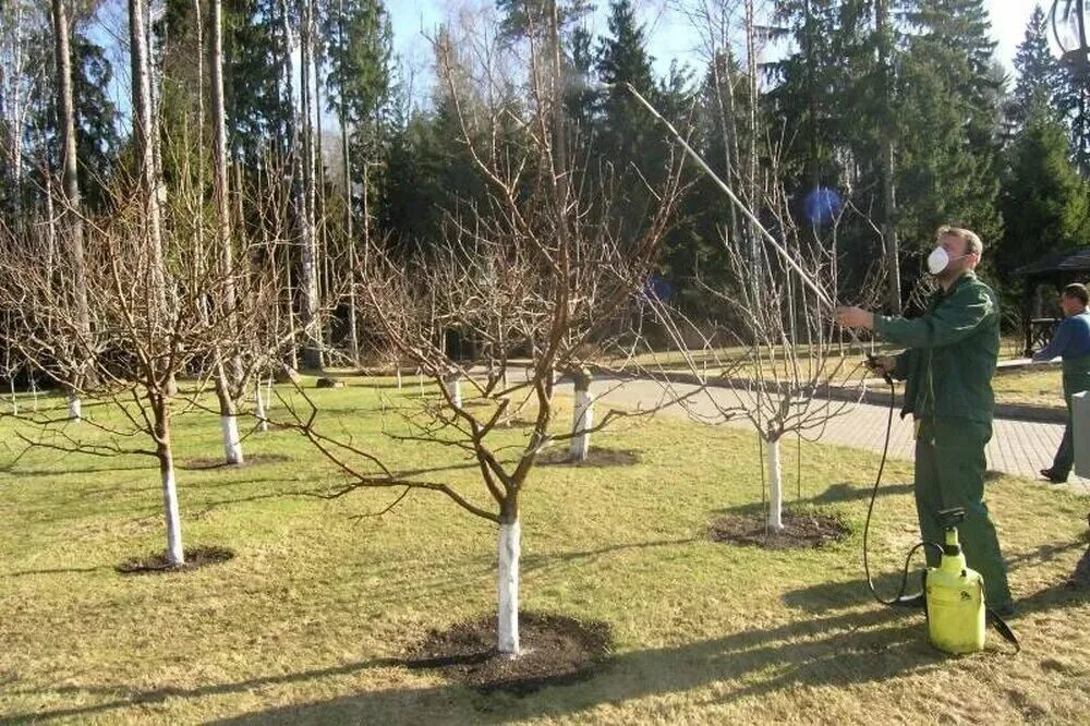 Ранняя обработка деревьев от вредителей. Опрыскивание деревьев в саду. обработка дерева. обработка плодовых деревьев. плодовые деревья для сада.