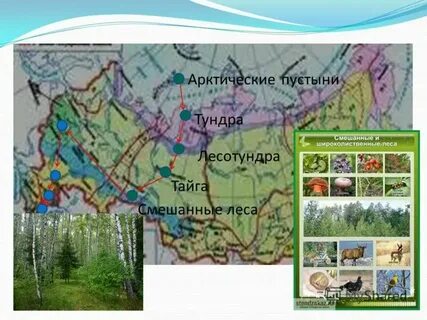 А тундра б смешанные леса
