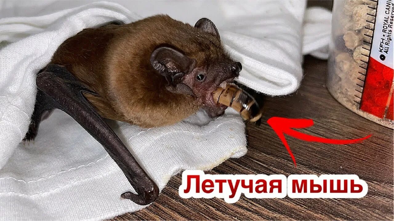 Зимние летучая мышь. Летучая мышь в спячке зимой. что делают летучие мыши зимой. мы спасли летучую мышь. кпк зимуют летучие мыши.