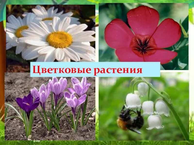 Цветковые растения включают два класса. Цветковые растения. Цветковые виды. Название цветковых растений. Цветковые растения окружающий мир.