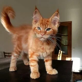 Котенок породы кун