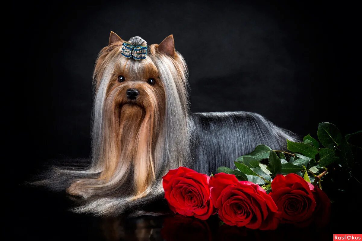 йоркширский терьер мини щенок. йоркширский терьер стандарт. йоркширский терьер бекки запорожье. йоркширский терьер мини мия. йоркширский терьер симферополь.