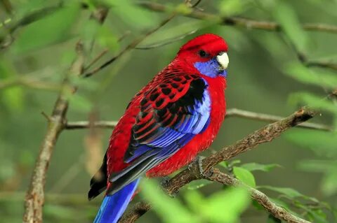 Image de Oiseau: Oiseau Rouge Jaune Bleu