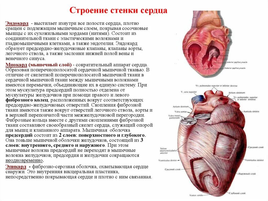 Строение сердца 3 слоя. Особенности строения стенок сердца. Строение сердца оболочки стенок сердца. Строение стенки сердца миокард. Чем отличается предсердие от желудочка