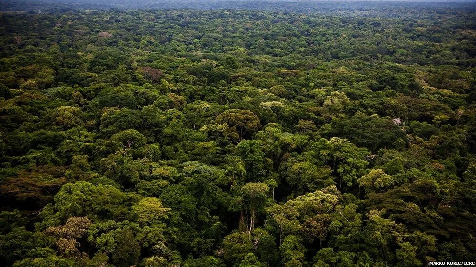 льянос мохос. площадь лесов в африке. площадь лесов в африке. площадь лесов в африке. влажные экваториальные леса африки гилея.