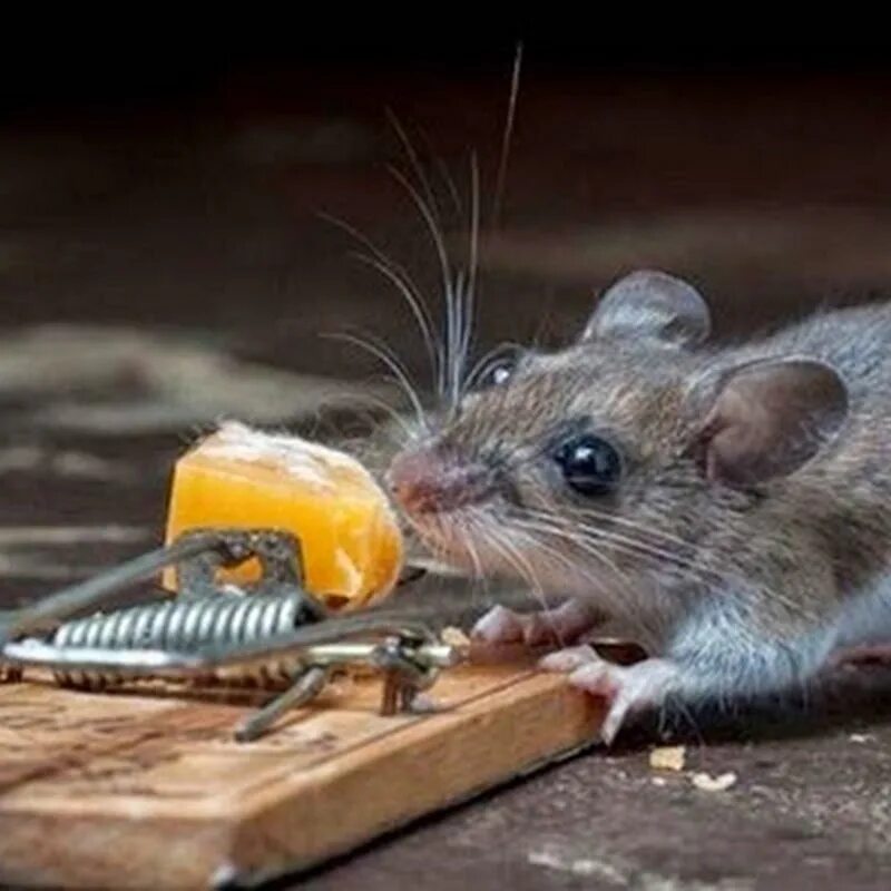 Зеленая миля мышонок. Страх мышей. Зеленая миля джинглс. Триллер мышь. Мышь сыр мышеловка.