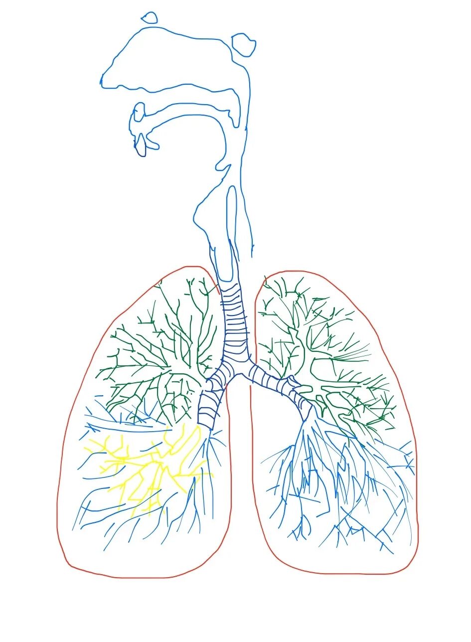Легкие человека конспект. Рисунок легких человека. Лёгкие человека рисунки. Легкие человека схема.
