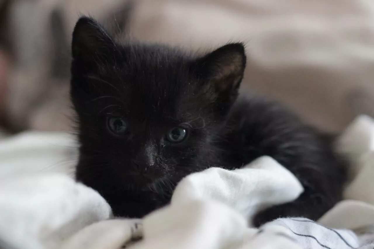Черный котенок 3 месяца. Черный котенок 2 месяца. Маленький черный котенок. Черный котенок 1 месяц. Черные котята в добрые