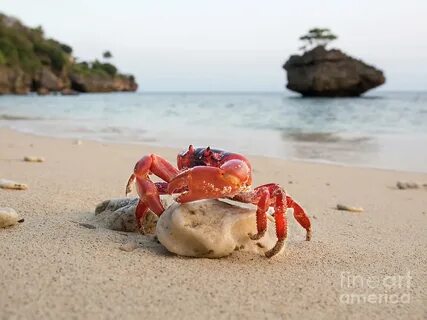 Зыбин достал на берегу моря большого краба