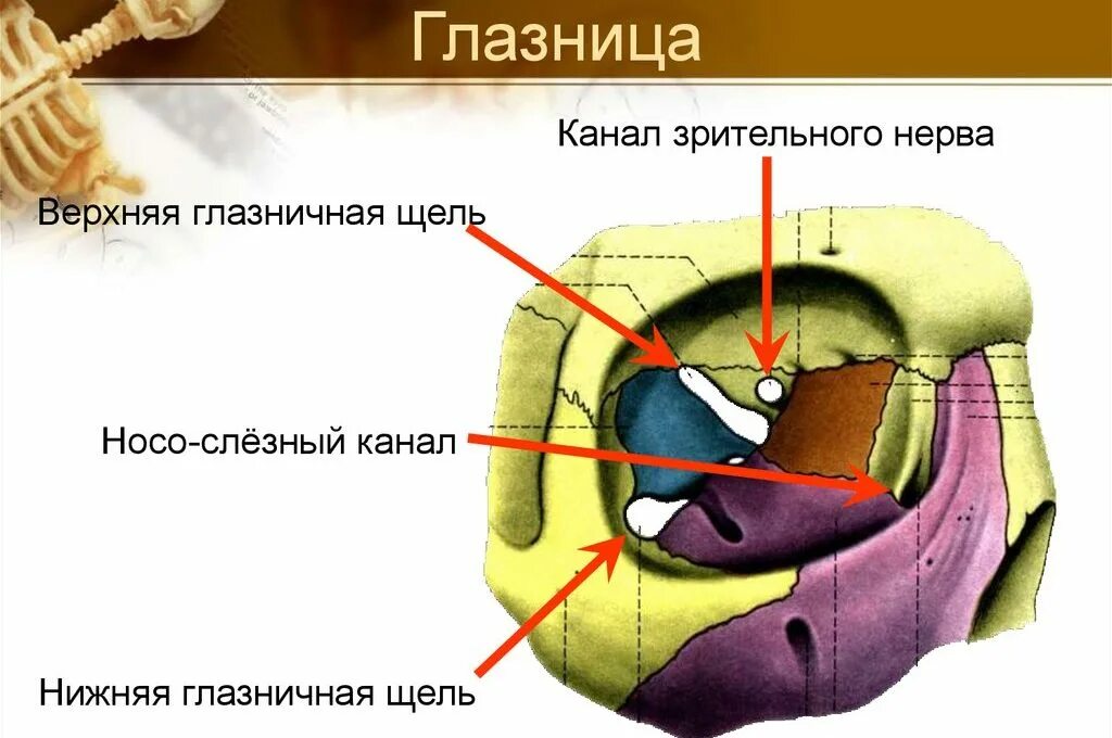 Сообщения глазницы. Верхняя глазничная щель на черепе. Носослезный канал анатомия череп. Глазница черепа анатомия строение. Латеральная стенка глазницы образована.