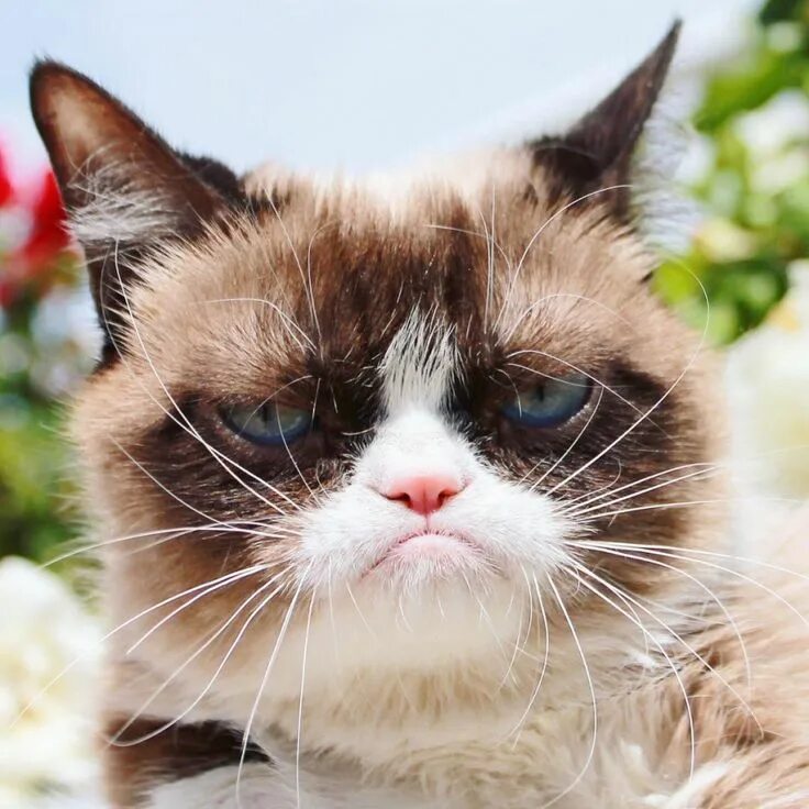 Grumpy Cat Хмурый кот, Котята, Милые котики