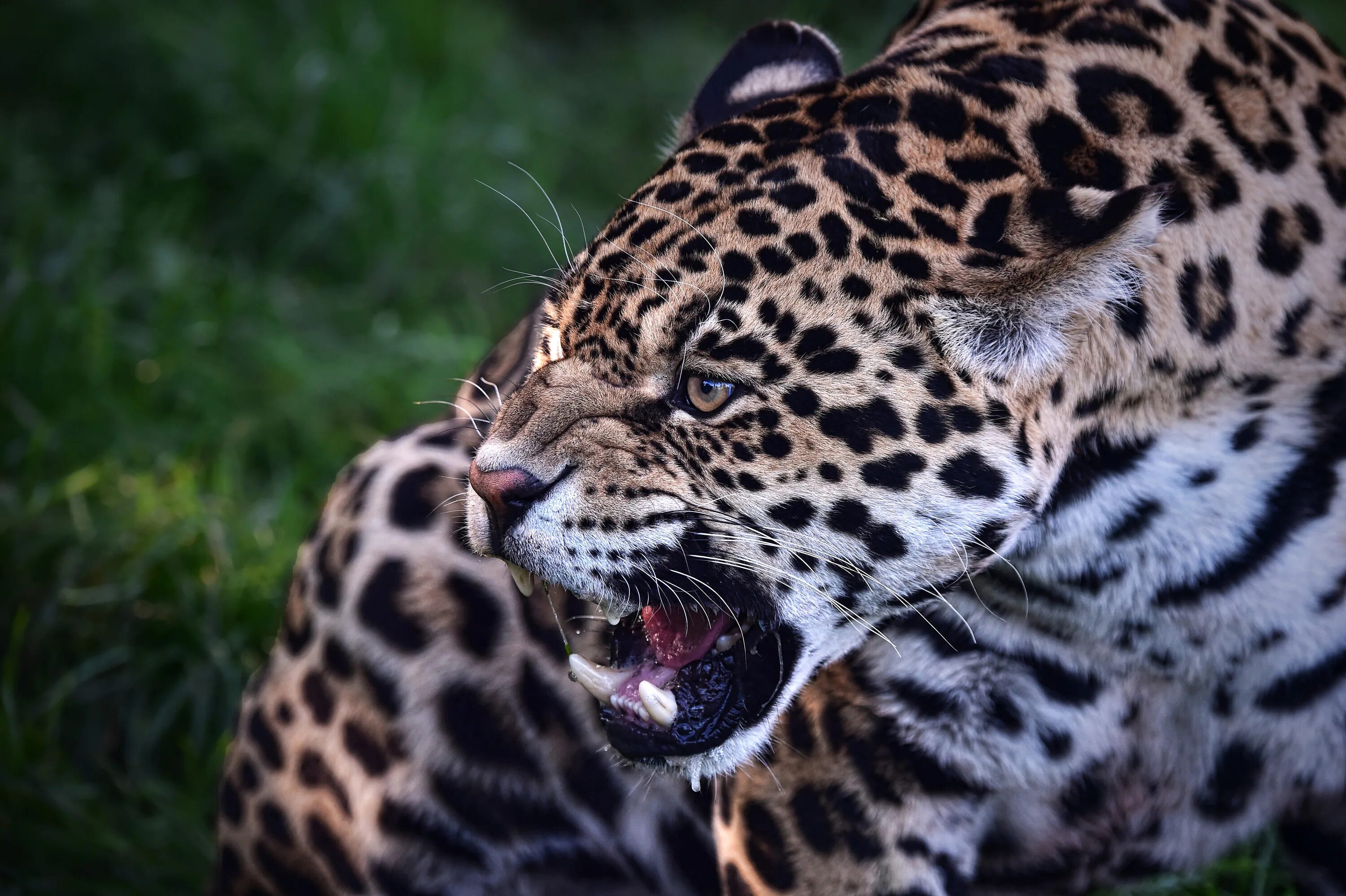 Техасский Ягуар. Ягуар Оцелот. Ягуар дикий (Jaguar Wild). Джагуар леопард.