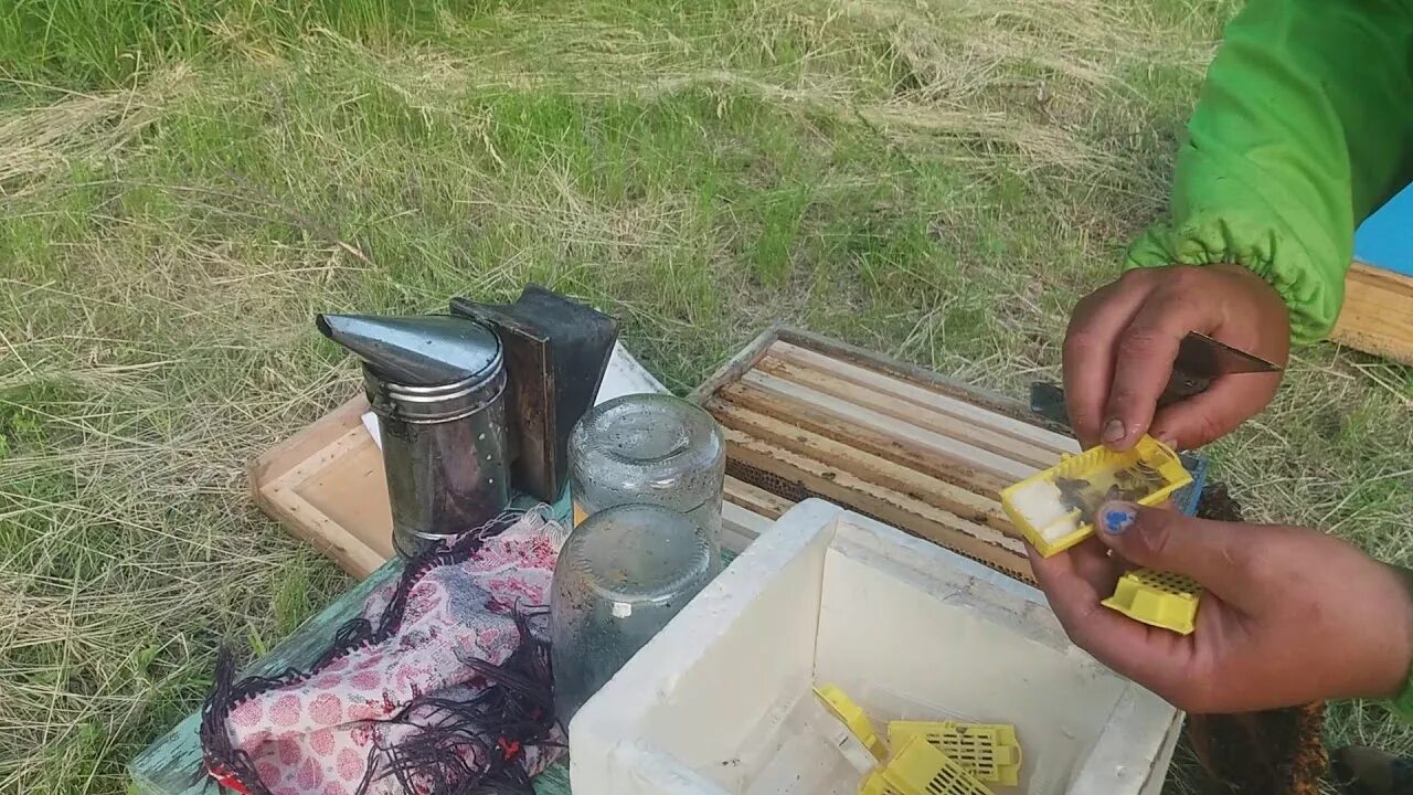 Как подсадить плодную матку в семью пчел