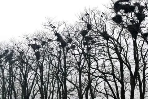 Подходящее дерево для вороны