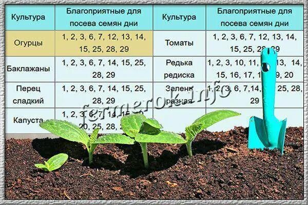 Какого числа сажать огурцы. Посадка огурцов в открытый грунт рассадой. Высадка рассады огурцов в грунт в мае. Какого числа сажать огурцы в открытый грунт. Посев огурцов на рассаду в апреле 2024