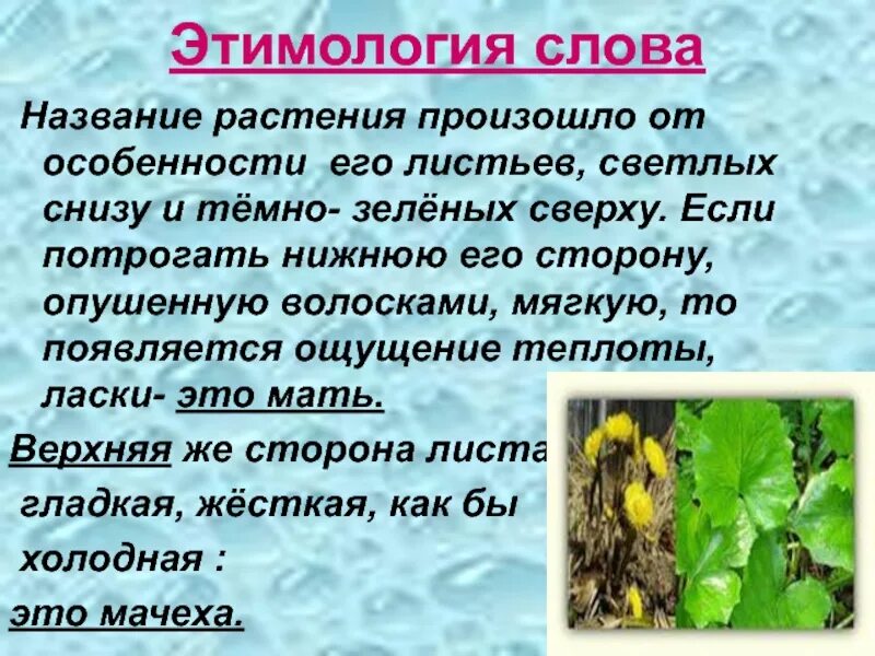 Называть этимология слова. Происхождение слова цветок. Происхождение названий растений. Этимология слова. Этимология названия.