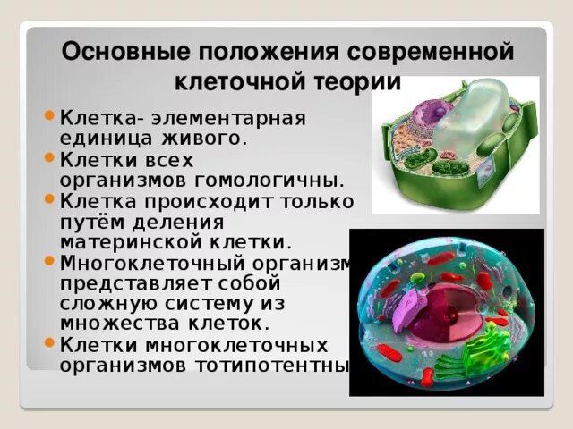 Знания о клетке в повседневной жизни