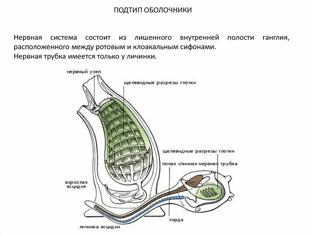 Целом располагается между