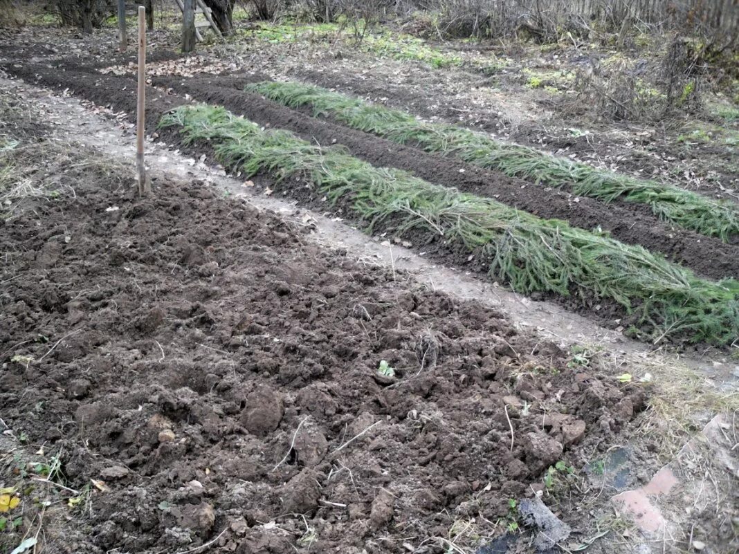 Чем укрыть лук под зиму. Грядки под лук. +грядка +лапник. грядка под морковь под лук. грядки для подзимнего посева.