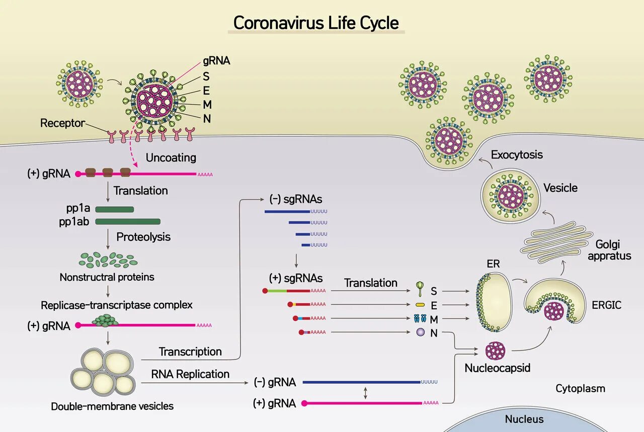 Коронавирус строение Covid 19. Геном коронавируса SARS-cov-2. Коронавирус SARS-cov-2 строение. Коронавирус структура SARS-cov-2. Коронавирус 22 февраль