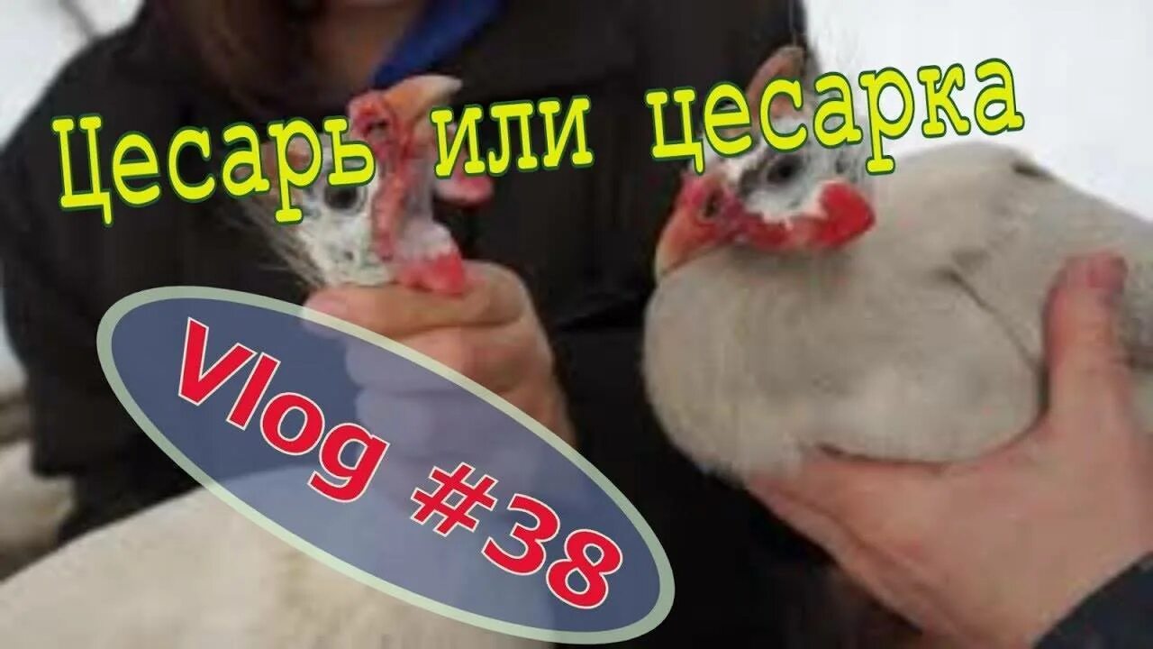 Как отличить цесарок. Цесарка самец и самка. цесарки отличие самца от самки. различие цесарок самца от самки. цесарки как отличить самку от самца.