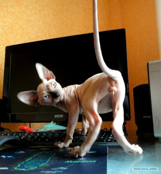 сфинкс смешанный. сфинкс смешанный. донской сфинкс помесь. сфинксы смешанные с обычными кошками. метис сибирской и сфинкса.