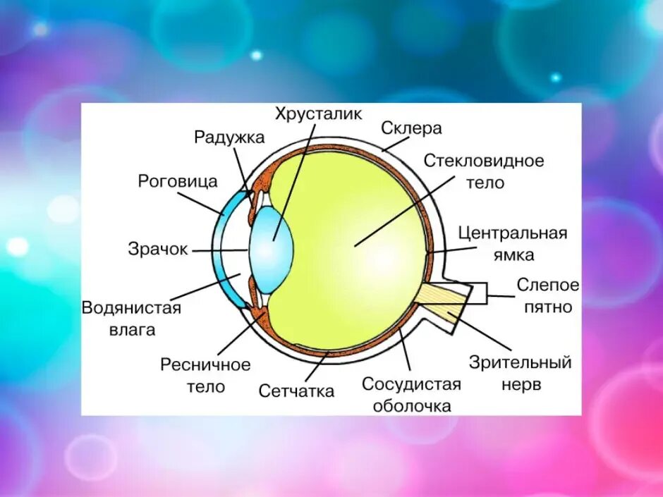 Изображение видимых предметов формируется на а роговице. Строение глаза сетчатка роговица хрусталик. Орган зрения зрительный анализатор анатомия. Анатомия органов зрения строение глазного яблока строение. Строение глаза человека схема.