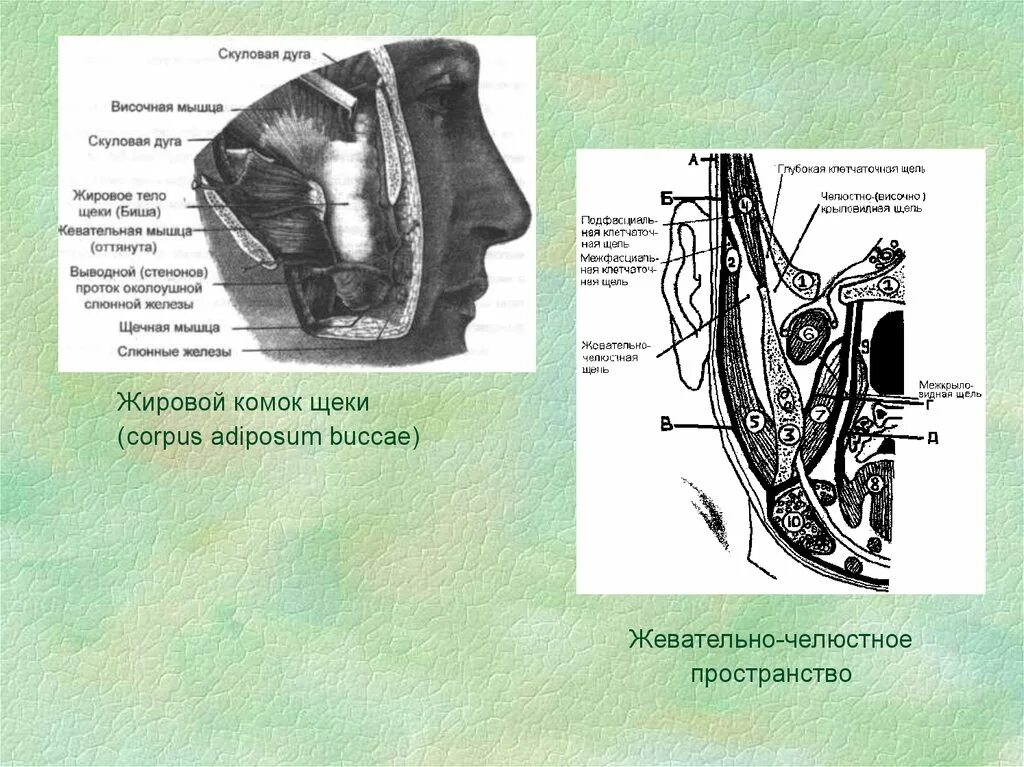 Скуловой отросток лобной кости. Лобно-височно-теменная область. Лобно височная область головы. Кости мозгового черепа клиновидная височная кости. Кости черепа скуловая дуга.