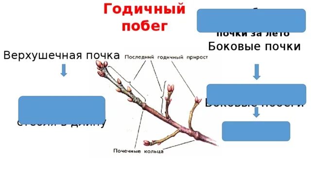 Побег вырастающий из почки. Боковой побег. Годичный побег. Годичный прирост побега. Почечные кольца и годичные приросты.