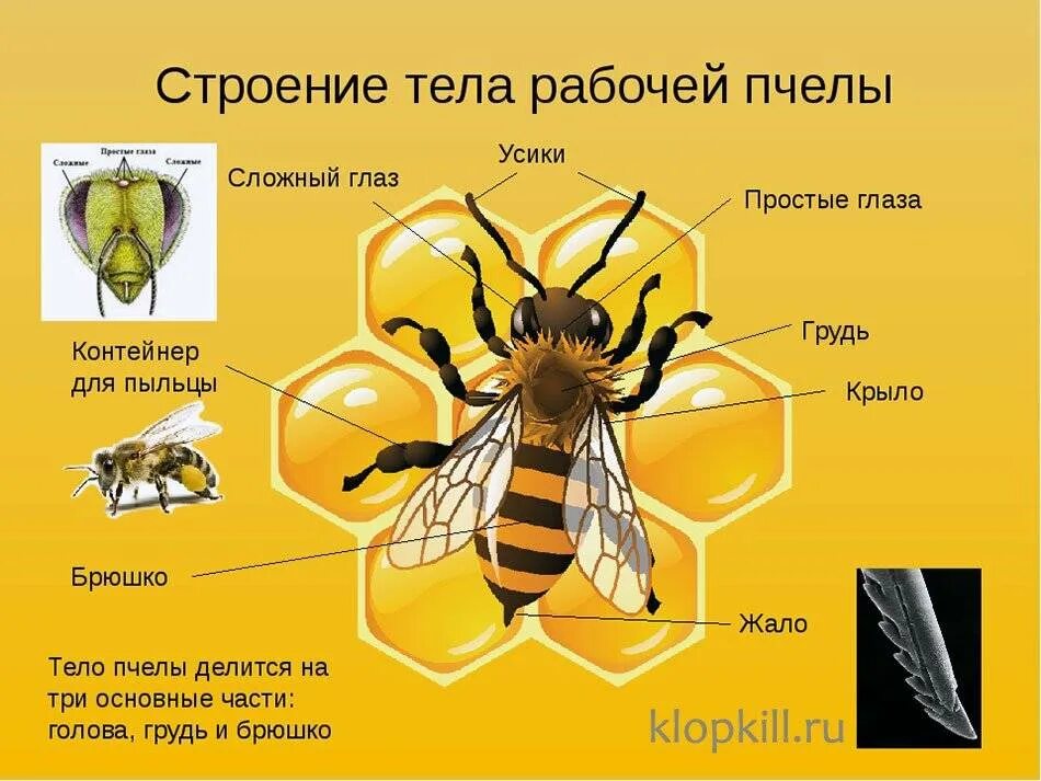Внешнее строение медоносной пчелы. Строение туловища насекомых пчела. Конечности медоносной пчелы. Анатомия пчелы медоносной.