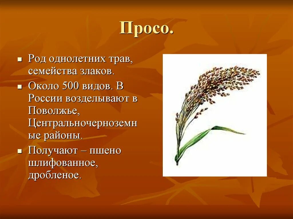 Роды злаковых. Пшено семейство злаковые. Сообщение про просо. Пшено просо. Злаковые растения просо.