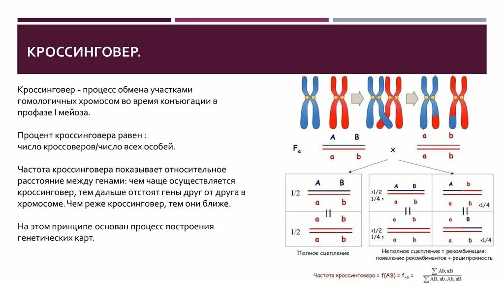 Изменение сочетания генов в хромосомах. Схема взаимного расположения генов в хромосоме составляющих одну. Схема кроссинговера при мейозе. Мейоз кроссинговер и конъюгация. Кроссинговер генетика.