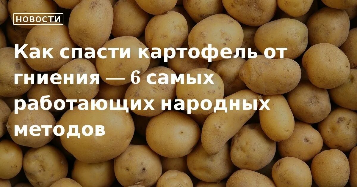 Картофельный спас когда. Картофельный спас когда