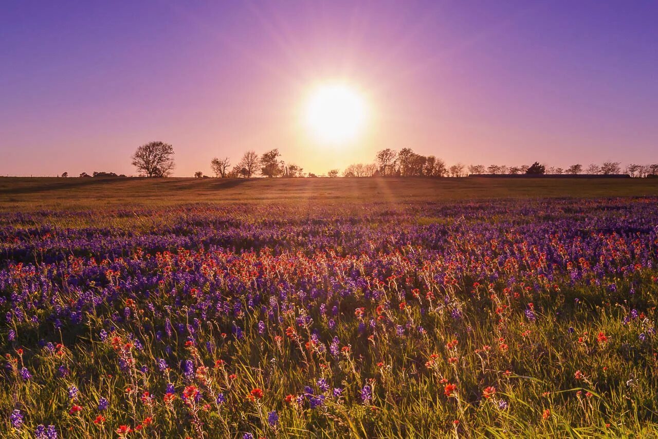 Wildflowers field. Beautiful field of Wild Flowers in the Myst. Running through an open field of Wildflowers. Female in a fields of Wildflowers. Field description