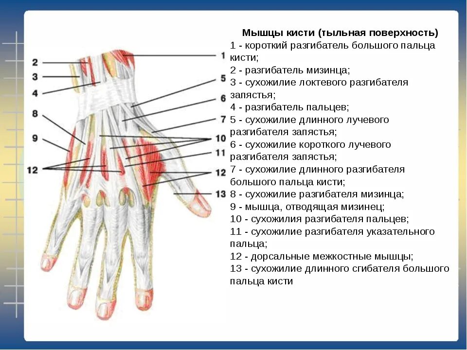 Описание сухожилий. Повреждения сухожилий сгибателей кисти. Сухожилия разгибателей кисти анатомия. Сухожилия разгибателей пальцев кисти. Сухожилия разгибателей пальцев кисти анатомия.
