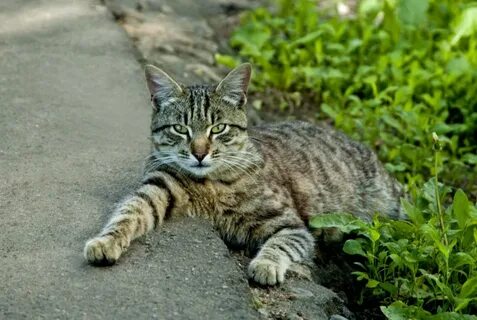 Кот дворняга