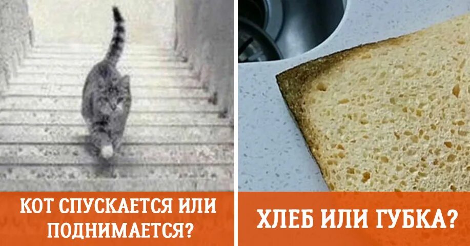 Кот поднимается. Кошка поднимается или спускается. кот опускается или поднимается. загадки фото. кот идет вверх или вниз по лестнице.