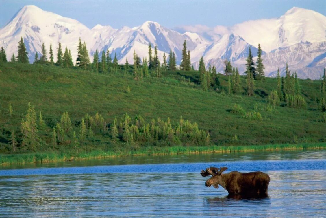 Какие есть заповедники национальных парков. Национальный парк Денали, штат Аляска. Заповедник на Аляске " Денали ". Национальный парк Денали Аляска животные. Национальный парк и заповедник Денали.