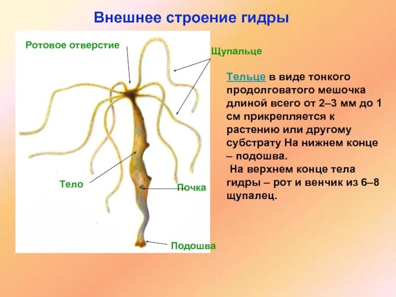 Наружное строение кишечнополостных. Пресноводный полип гидра строение. Форма тела пресноводной гидры. Строение гидры кишечнополостные. Кишечнополостные пресноводная гидра строение.