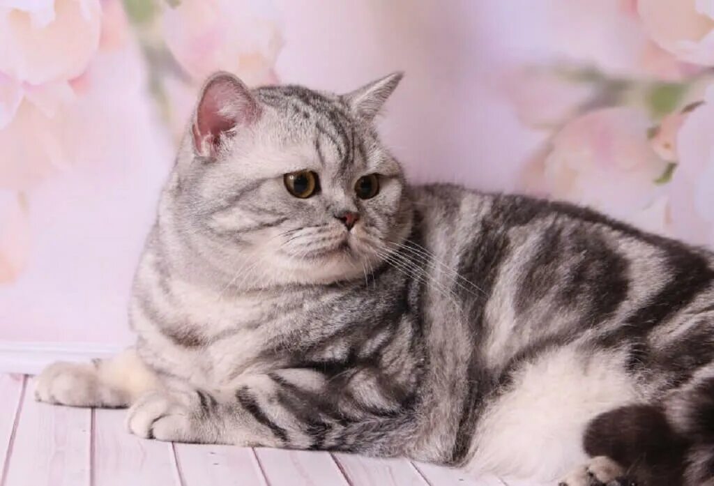 шотландские вислоухие котята мраморные. мраморный табби шотландцы вислоухие. шотландская прямоухая кошка мрамор. вислоухий шотландец мраморный. шотландская вислоухая скотишфолд.
