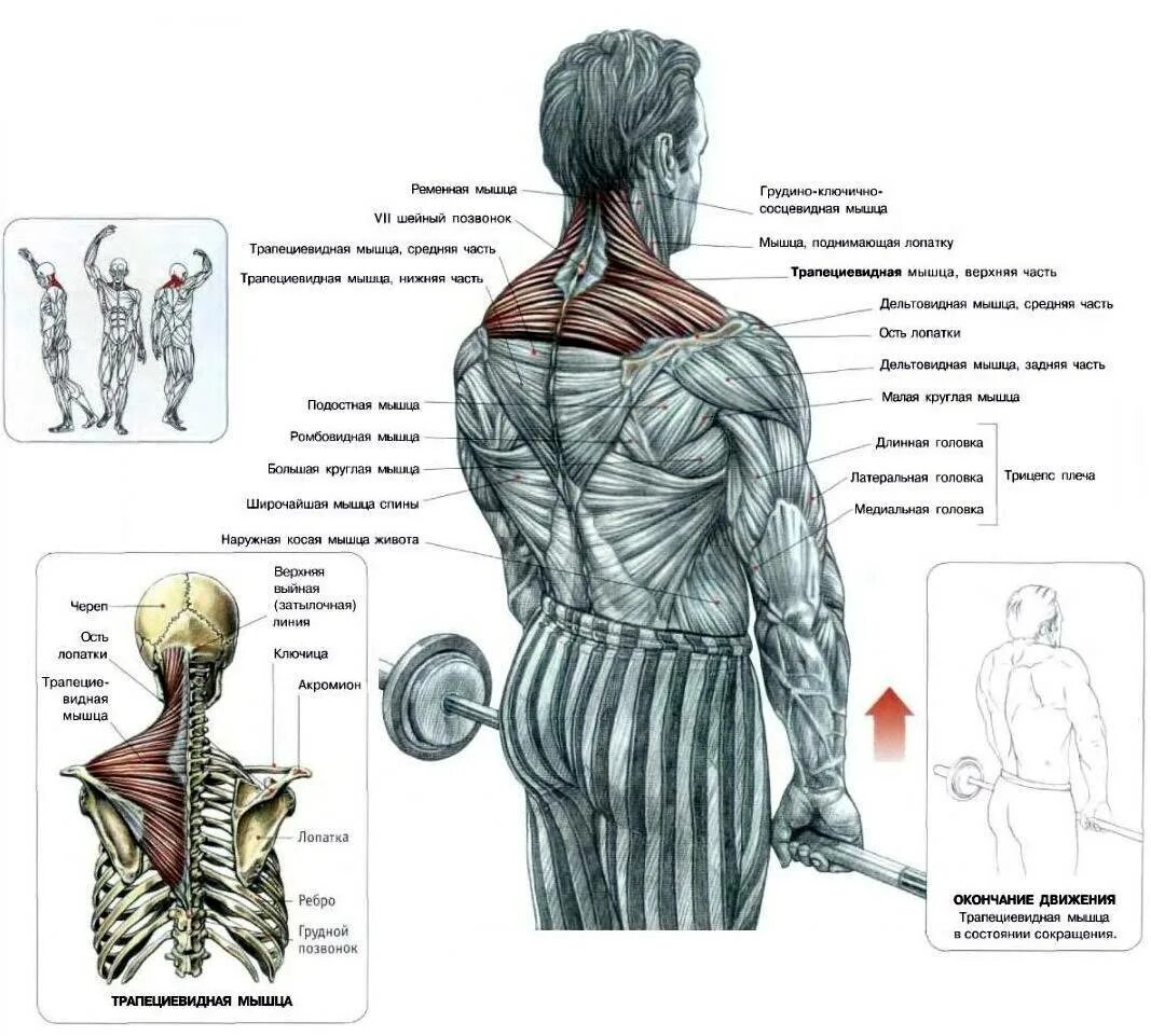 Шраги группа мышц. Шраги (трапеции) со штангой стоя. Прокачка ромбовидных мышц спины. Упражнение шраги с гантелями.