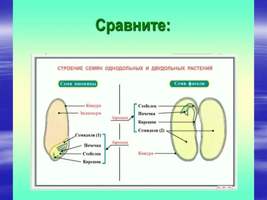 Семя внешнее и внутреннее строение. Строение семян однодольных и двудольных растений. Строение семени однодольных и двудольных. Схема строения семени однодольного и двудольного растения. Строение семени однодольного растения.