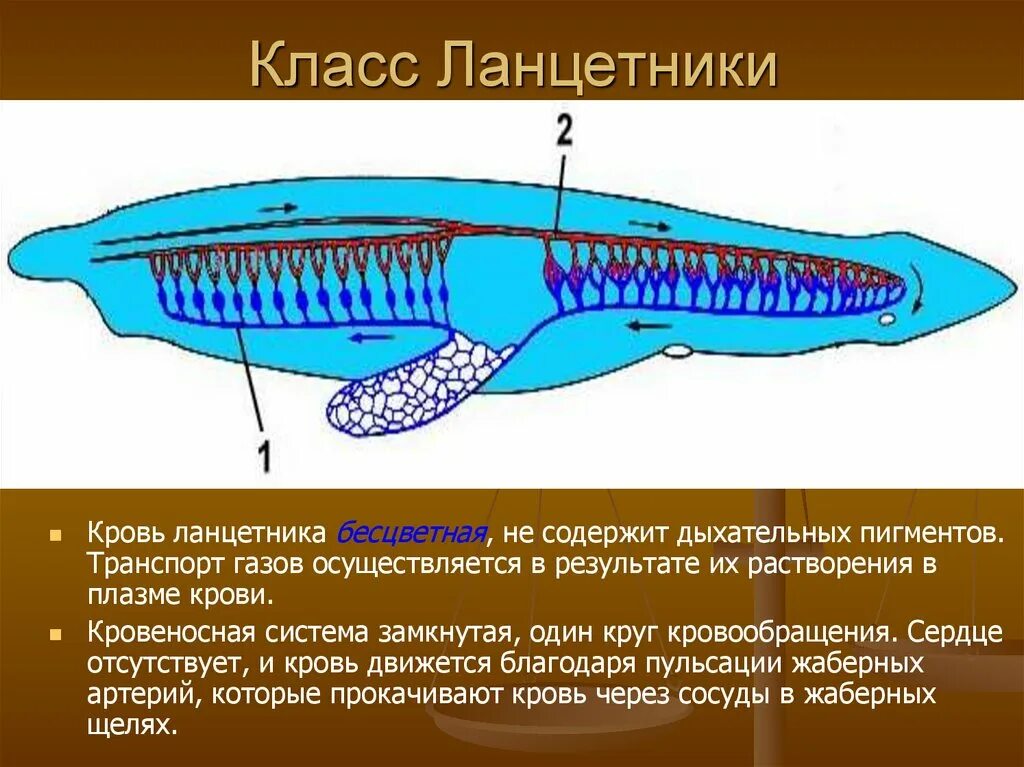 Замкнутая дыхательная система. Кровеносная система ланцетника 7 класс. Класс Ланцетники кровеносная система. Ланцетник это в биологии кровеносная система. Кровеносная система всех хордовых с ланцетника.