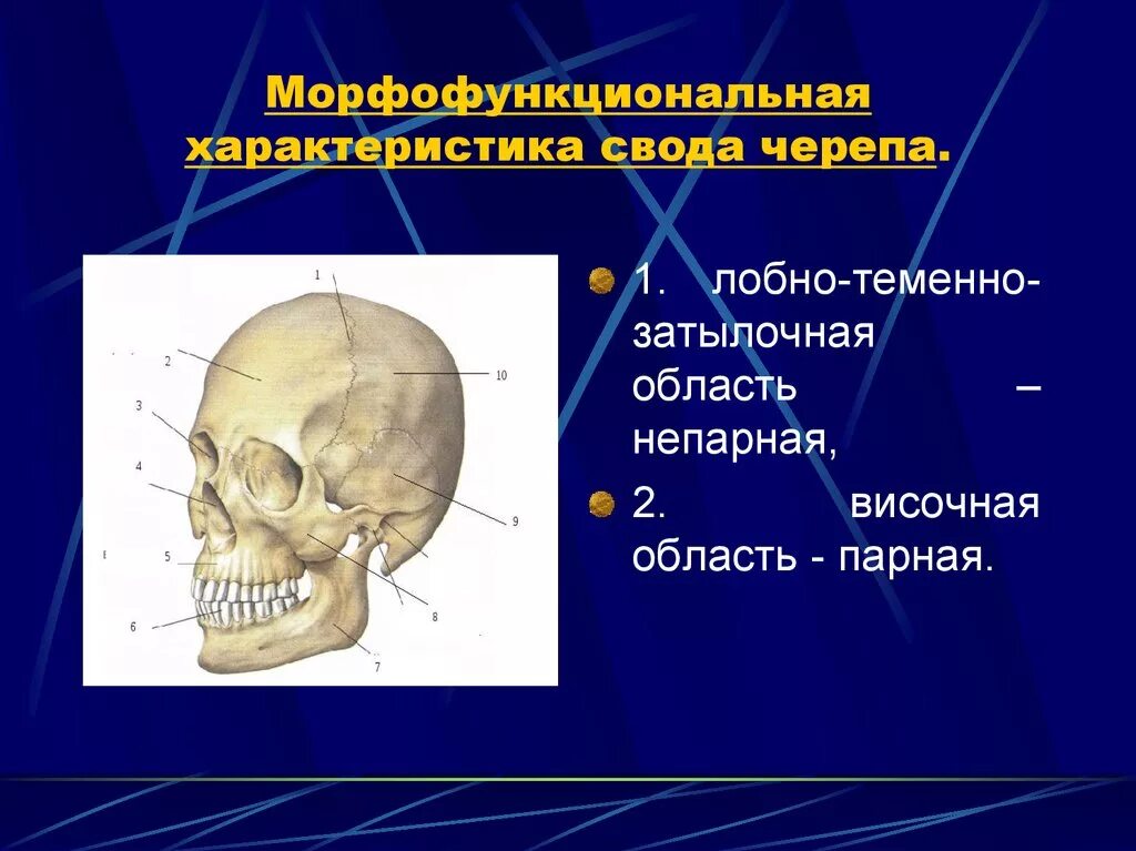 Отделы черепа. Морфофункциональная характеристика черепа.