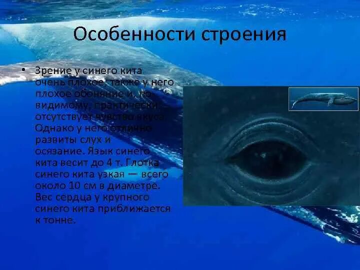 Физиологические признаки синего кита. Китообразные особенности строения. Синий кит строение тела. Внешнее строение китообразных. Китообразные характеристика.