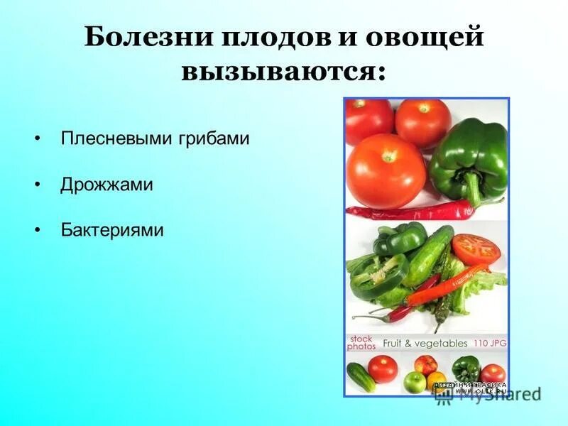 Заболевания овощей и фруктов. Болезни свежих овощей. микробиология плодов и овощей. микробиологические заболевания плодов и овощей.