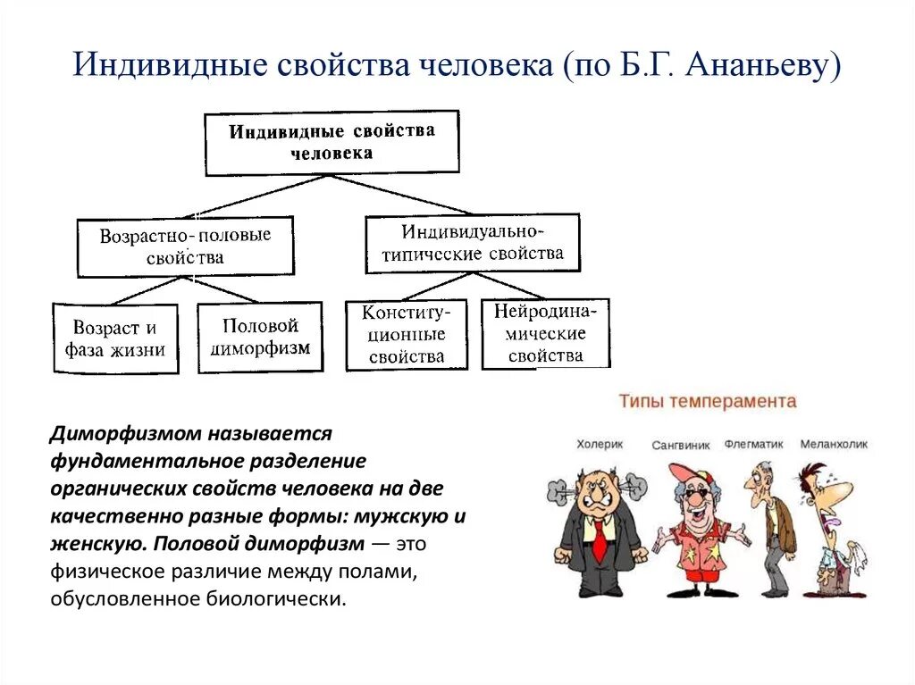 Особое свойство людей. Ананьев индивидные свойства личности. Индивидным свойствам личности, по б.г.Ананьеву. Свойства человека. Индивидные характеристики человека.