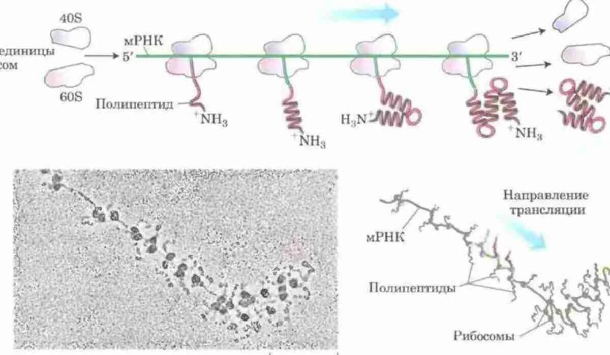 Синтез полипептида происходит. Схема синтеза белка в бактерии. Схема синтеза белка в рибосоме трансляция. Схема синтеза белка в рибосоме. Механизм биосинтеза белка трансляция МРНК.