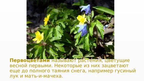Доклад про первоцветы